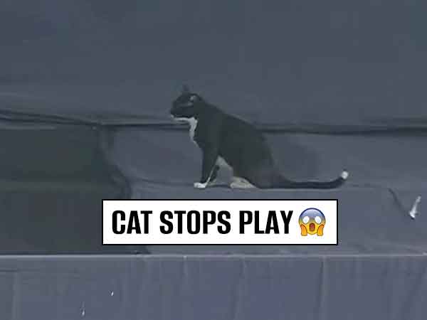 Picture Credit: Twitter