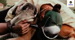 hamilton sportstiger