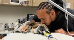 lewis hamilton withdraws from f1 tyre test to be with ailing dog roscoe sportstiger